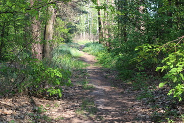 Road in the forest in spring