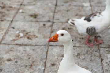 Domestic white geese by the riverbank. Waiting for bread. Bird series.