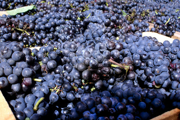 Uvas cosechadas listas para hacer vino