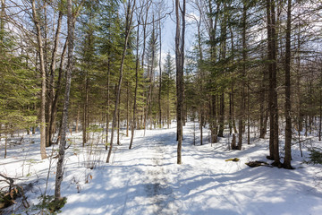 hiking in a forest under snow