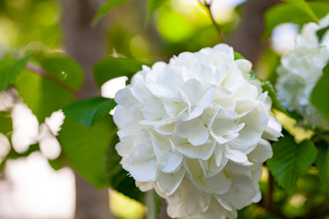 オオデマリ/大手毬/テマリバナ/ジャパニーズ・スノーボール