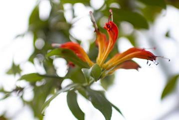 Obraz premium red and yellow flower