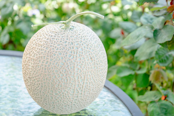 美味しそうな採れたてのメロン