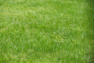 natural grass texture and backgrounds