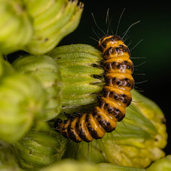 caterpillar on a flower bud
