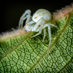 Crab spider