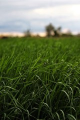 Obraz premium green grass field