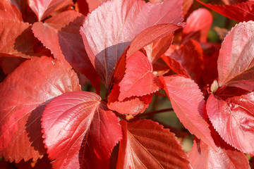 Naklejka na ściany i meble Tropical Red Leaves Texture Background