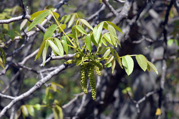 walnut catkins against a blue sky and green shoots of a young walnut