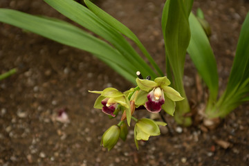 Phalaenopsis green and purple orchids in a garden