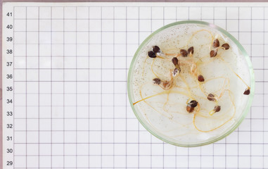 Petri dishe with disease of cultural plants - mold, root rot