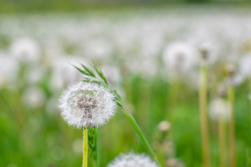 Makro © Rafal Lechowicz