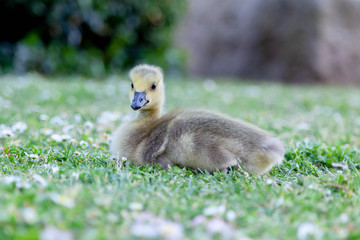 Gosling resting on grass