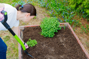 Woman loosening the soil with a pitchfork for growing vegetables and herbs in a wooden crate - a...