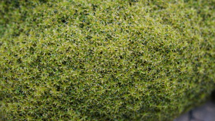 beautiful lush green fresh moss, spring outdoor