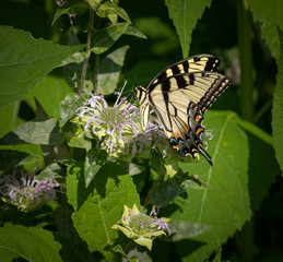 Butterfly in natural environment. Tiger swallowtail on a flower.