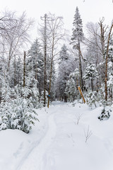 path in the middle of a forest under snow in winter