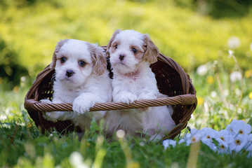 Small cute Little White Dog