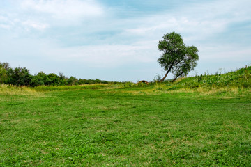 two trees are tilted on a field on a summer day