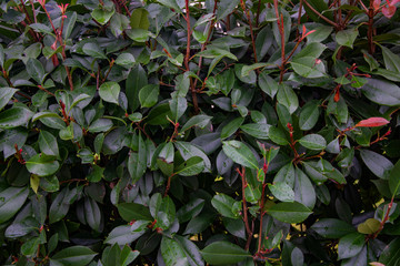 Fototapeta na wymiar Many wet dark green leaves of bushes.