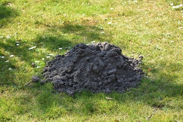 Molehill on green grass, in the park.