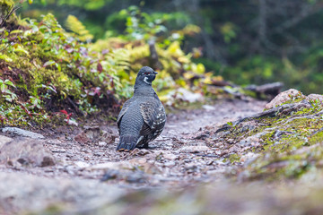 bird walking in the forest