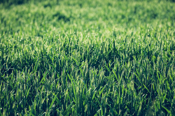 Getreide Korn Feld Morgentau Sonnenstrahlen