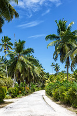 Fototapeta na wymiar Palms Seychelles La Digue path vacation holidays paradise portrait format symbolic image palm