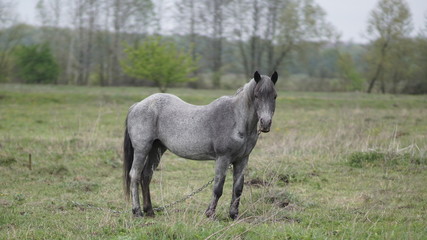 Naklejka na ściany i meble beautiful gray old mare among meadow, spring day