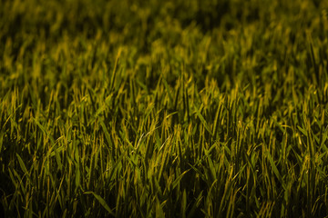 Getreide Korn Feld Morgentau Sonnenstrahlen