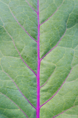 Full frame green surface of kohlrabi leaf background. Macro texture of vegetable leaf with veins. Illuminated by daylight, low depth of field . Close-up
