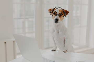 Indoor shot of pedigree jack russell terrier wears optical glasses, keeps paws on white office desk, works on laptop computer, looks directly at camera. Animals and modern technologies concept