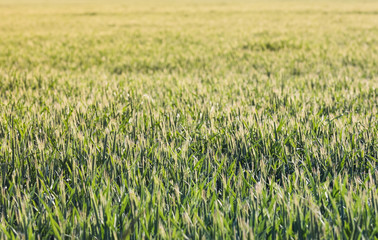 Getreide Korn Feld Morgentau Sonnenstrahlen