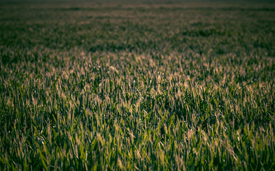 Getreide Korn Feld Morgentau Sonnenstrahlen