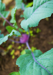 Fresh ripe purple kohlrabi with lots of leaves growing in homemade greenhouse, short before the harvest. Elevated view, focus on leaves in front. Low depth of field and blurred background.