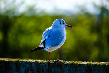 Seagull without cat. Italian seagull watching his next meal. Comacchio. Po' delta park. Ferrara.  Emilia-romagna birdwatching and tourism