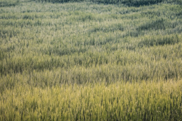 Getreide Korn Feld Morgentau Sonnenstrahlen