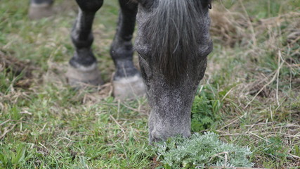 beautiful gray old mare among meadow, spring day