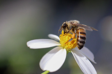 Abeja montada en una flor. Día de paz.