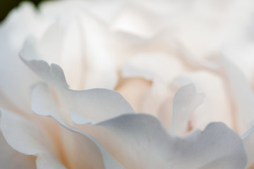 close up of white rose petals. Selective focus. Abstract blurred Flowers background