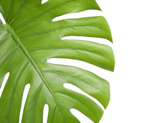 Fresh green tropical leaf isolated on white, closeup