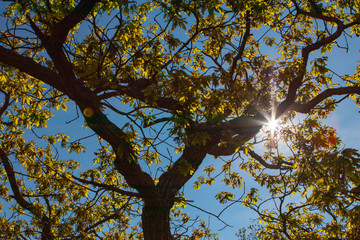 Sonnenschein durch einen Baum