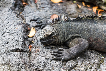 marine iguana sitting on rocks
