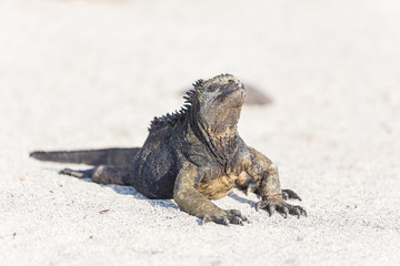 Marine iguana in Galapagos enjoying the sun