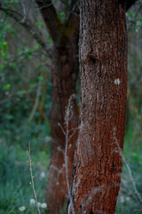 Trees in the forest. Nature photography. 