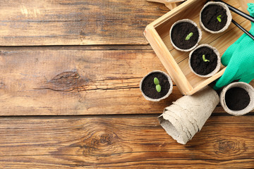 Fototapeta na wymiar Young seedlings in peat pots on wooden table, flat lay. Space for text
