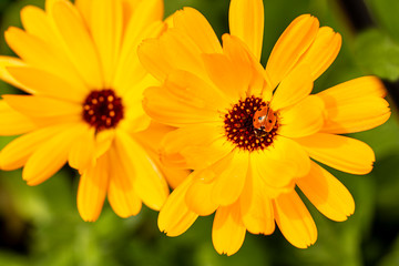 Pot Marigold, Calendula officinalis close up. Raindrops in petals and ladybug