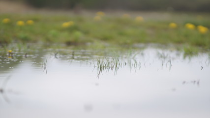 puddle of water among a beautifully flowering meadow, spring