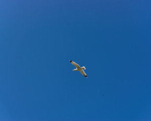 Fototapeta na wymiar two eagles watching a seagull