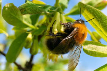 bumblebee on a flower